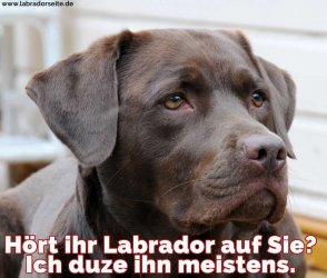 labrador-zitate-sprueche-19.jpg