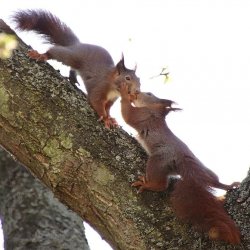 Eichhörnchen in Russ....jpg