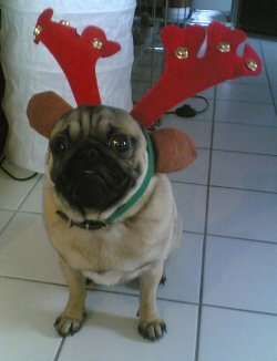 Oskar dar Rentier.JPG