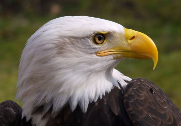 Adler11 Kopie.jpg