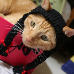 Das-kleine-m-dchen-zopf-Per-cke-Kappe-Hut-Kappe-Katze-Pet-Kost-m-Wang-meow.jpg