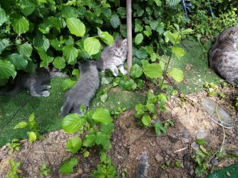 Katzenbande 1.jpg
