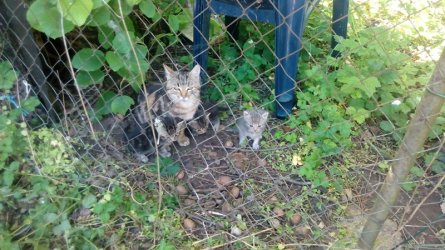 Katzenbande 2.jpg