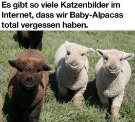 tUnbenannt.JPG