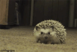 giphy-10.gif
