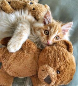 Katzen....jpg
