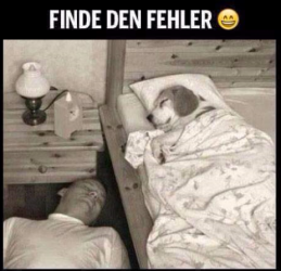 Hund im Bett.png