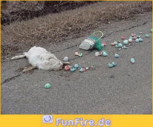 osterhase-ueberfahren.jpg