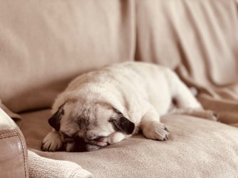Mops.jpg
