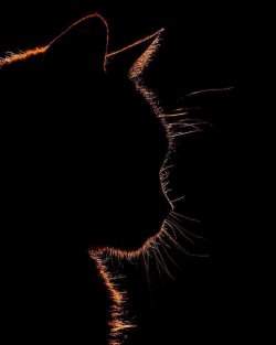 Katze 1.jpg