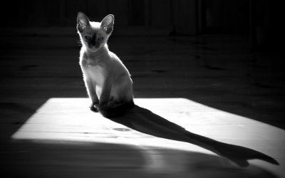 Katze 2.jpg