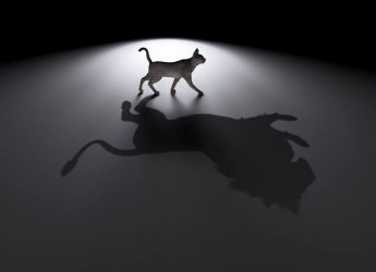 Katze 3.jpg