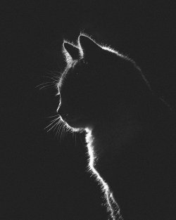 Katze 4.jpg