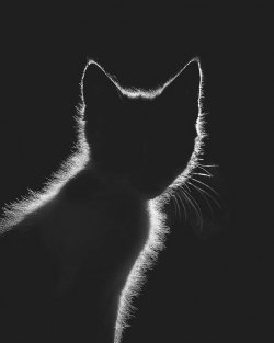 Katze 5.jpg