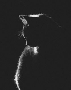 Katze 6.jpg