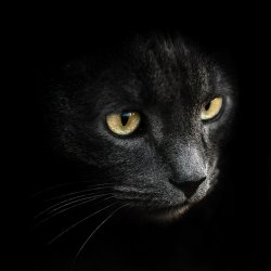 Katze 7.jpg