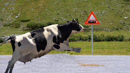 Achtung-Kuh.jpg