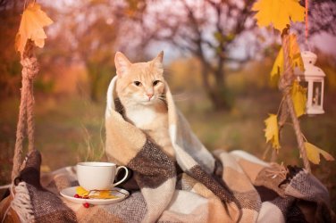 Katze im Herbst....jpg