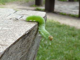 2011_0612_163731.JPG