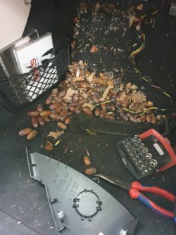 Eicheln.jpg