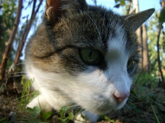 CIMG3238-small.JPG