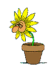 Blume 2.gif