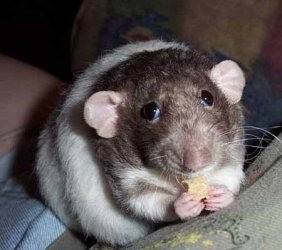 RatCheese.jpg