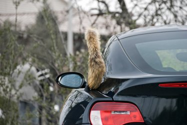 Fuchs01.jpg