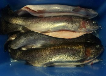 IMG-20191011-WA0005.jpg IMG-20191011-WA0005.jpg