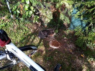 Katze in Oberensingen....jpg Katze in Oberensingen....jpg