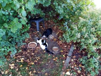 Katzen beim Krankenhaus....jpg Katzen beim Krankenhaus....jpg