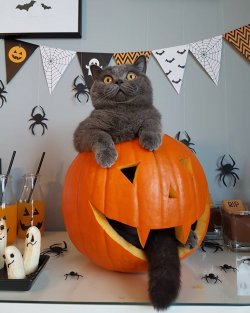 HAPPY HALLOWEEN....jpg