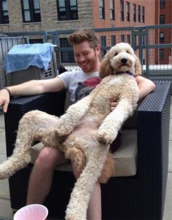 Hunde 1.jpg