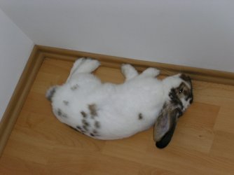 PICT0595.jpg