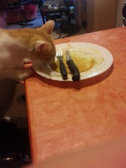 Katze mal wieder...jpg
