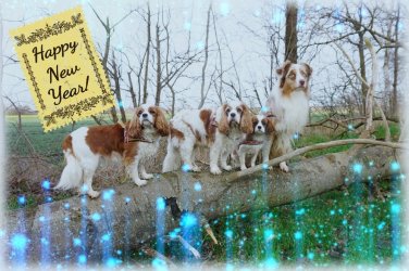 Hunde_201912.jpg