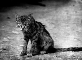 Die Katze....jpg Die Katze....jpg