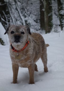 Eini im Schnee.jpg