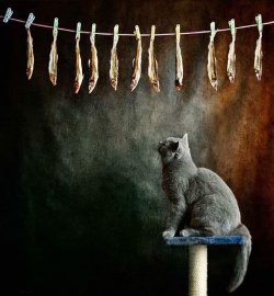 Endlich Fisch mal wieder....jpg