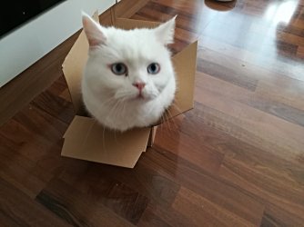 luna.jpg