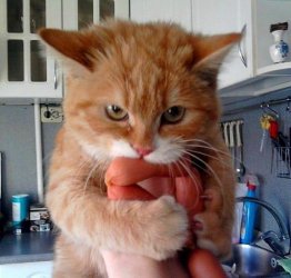Meine Wurst....jpg