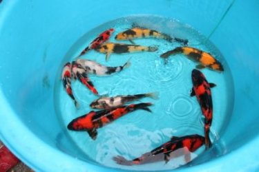 koi.JPG