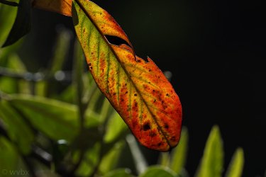zr5469.jpg
