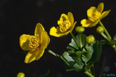 zr5475.jpg