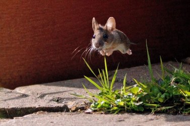 Vor der bösen Katze auf der Flucht....jpg