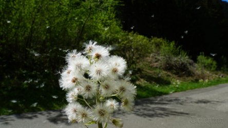 Würzjoch Hubertuskirchl (44).JPG