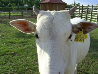 Stier 3_4.jpg