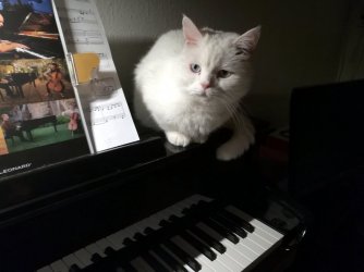 luna_klavier.jpg