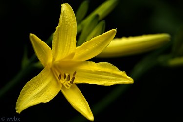 zr6164.jpg