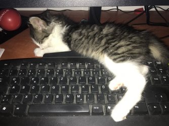 neko.jpg